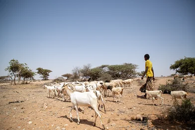 CH1696339-Bashir-15-with-his-family-goats-in-Puntland-Somalia.png CH1696339-Bashir-15-with-his-family-goats-in-Puntland-Somalia.png