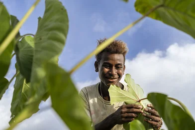CH1819010-Junior-16-inspecting-taro-plants-he’s-growing-in-a-community-garden-in-Malaita-Province-the-Solomon-Islands CH1819010-Junior-16-inspecting-taro-plants-he’s-growing-in-a-community-garden-in-Malaita-Province-the-Solomon-Islands