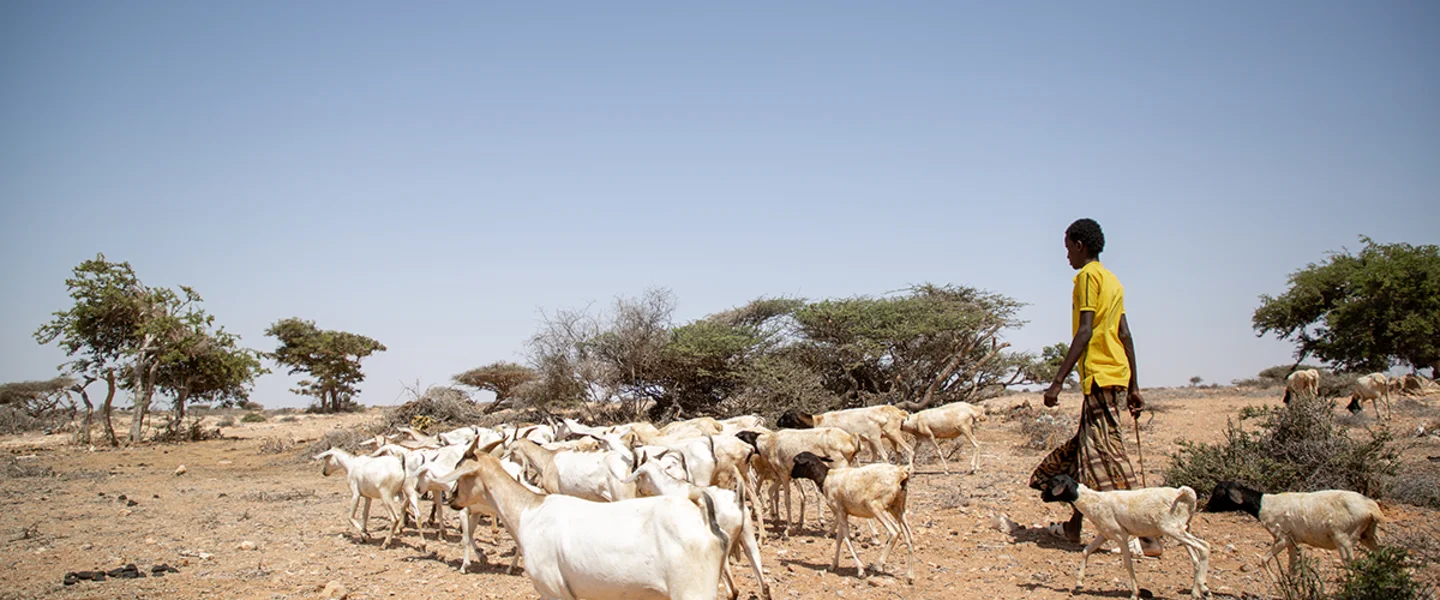 CH1696339-Bashir-15-with-his-family-goats-in-Puntland-Somalia.png